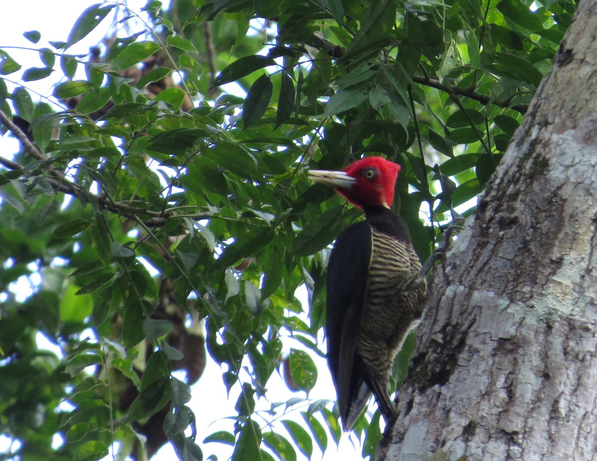Pale-billed Woodpecker - ML75918331