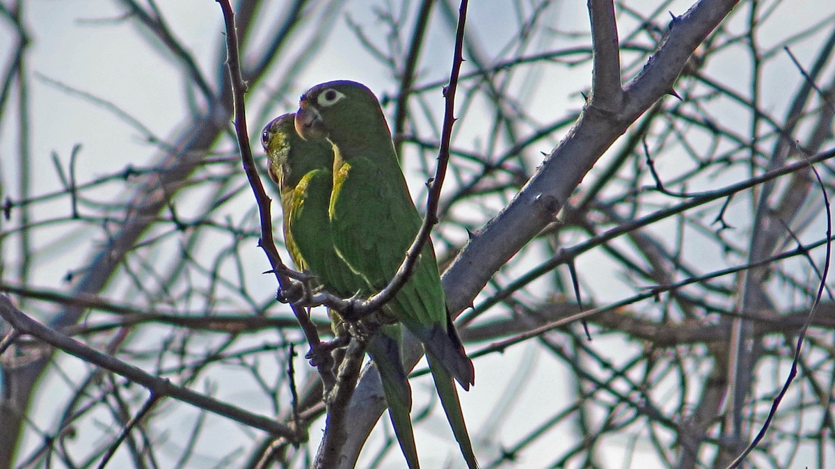 Olive-throated Parakeet (Aztec) - ML75921761