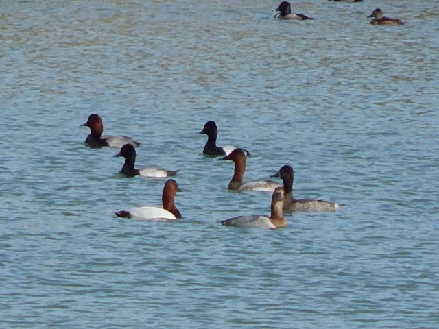 Greater/Lesser Scaup - ML75925051