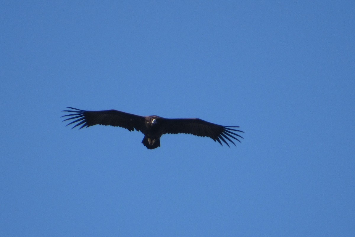 Cinereous Vulture - ML75925681