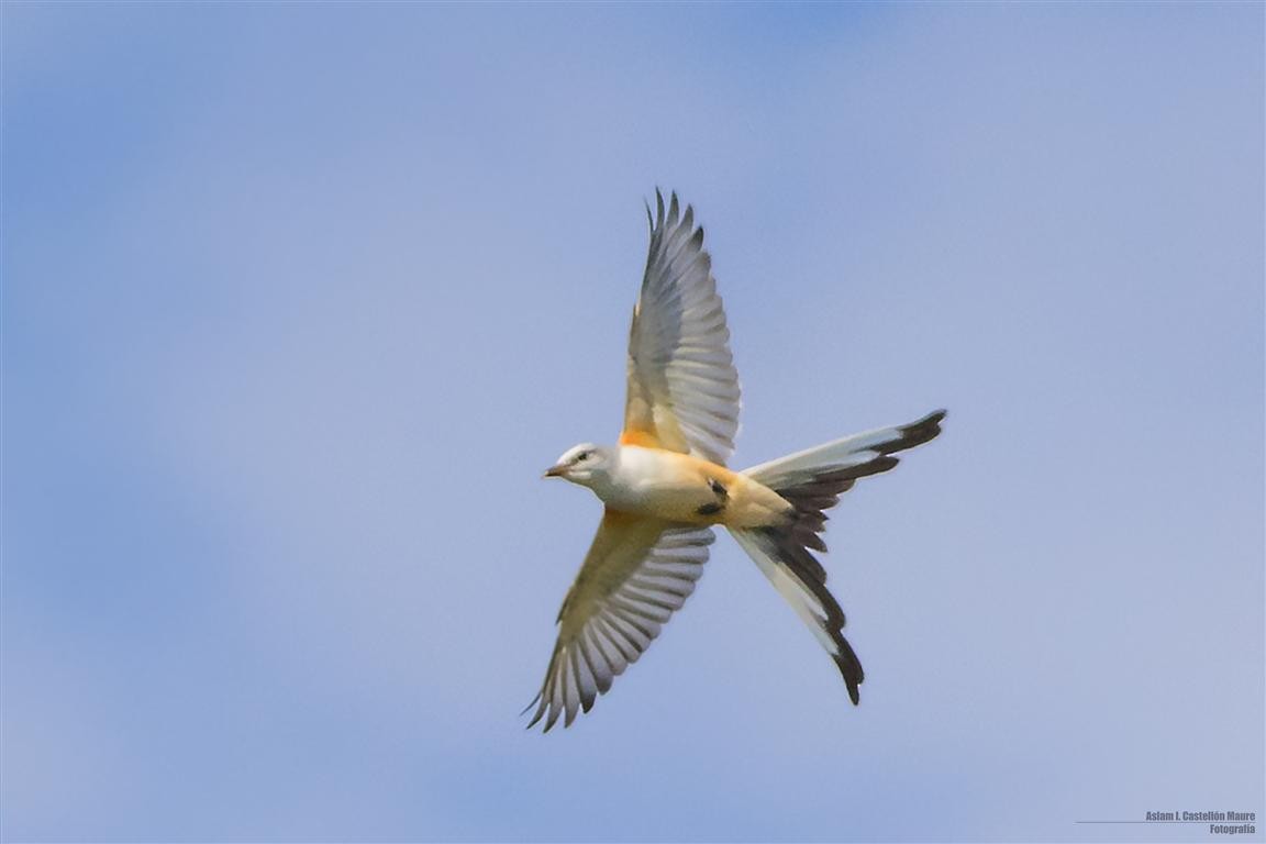Scissor-tailed Flycatcher - Aslam Ibrahim Castellón Maure