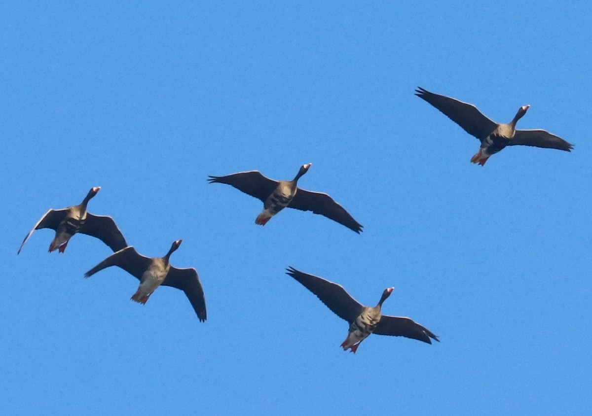 Greater White-fronted Goose - Dave Czaplak