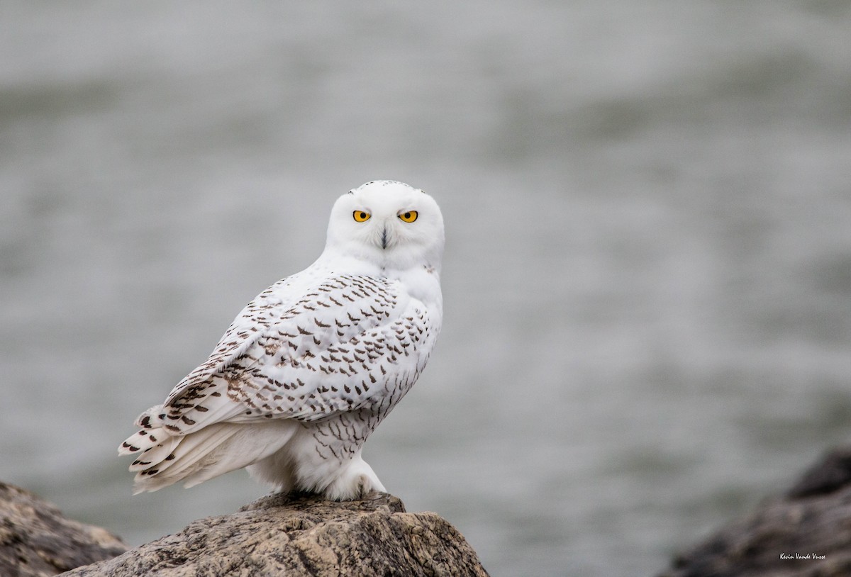 Snowy Owl - ML75929371