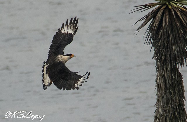 Crested Caracara (Northern) - Kathy Lopez