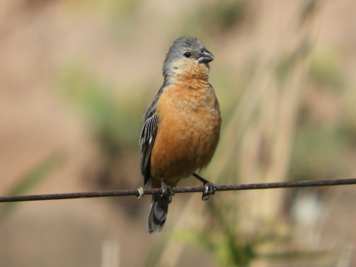Tawny-bellied Seedeater - ML75932441