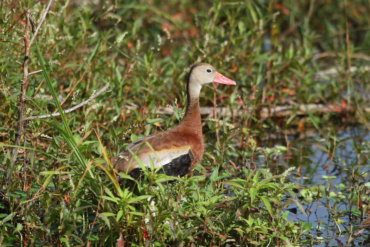 Black-bellied Whistling-Duck (fulgens) - ML75935451