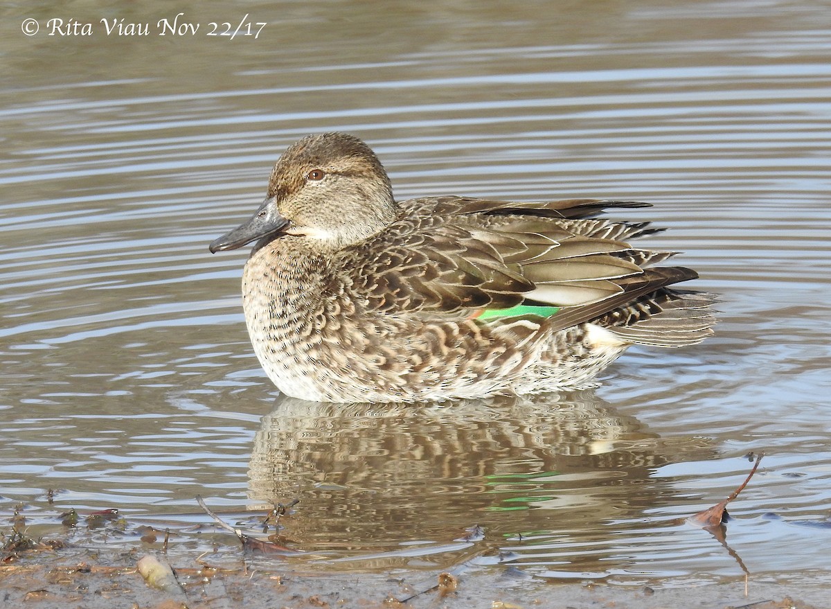 Green-winged Teal - ML75935501