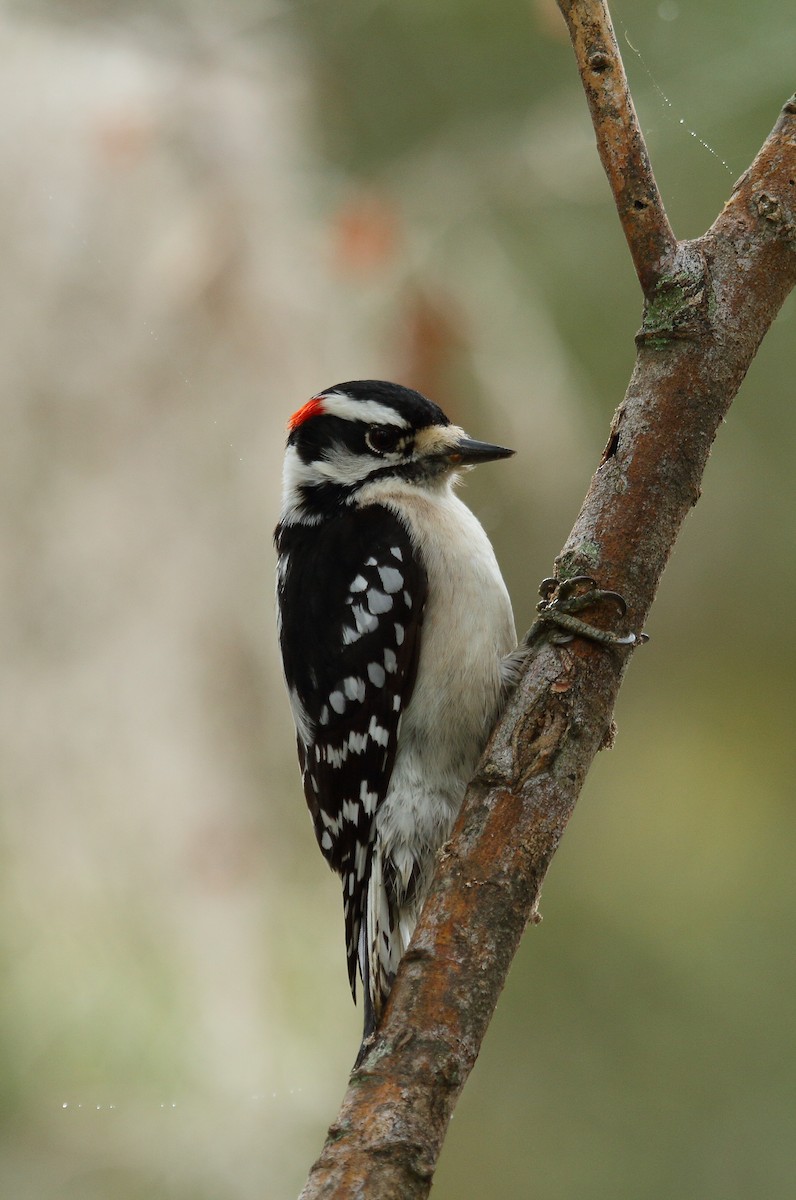 Downy Woodpecker (Eastern) - Patrick J. Blake