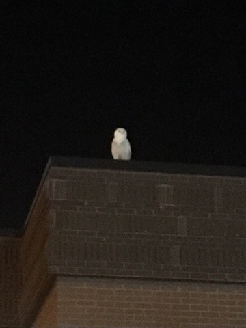 Snowy Owl - ML75937161