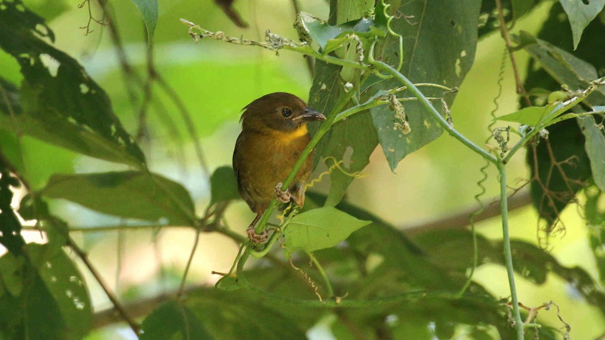Red-throated Ant-Tanager - ML75939721