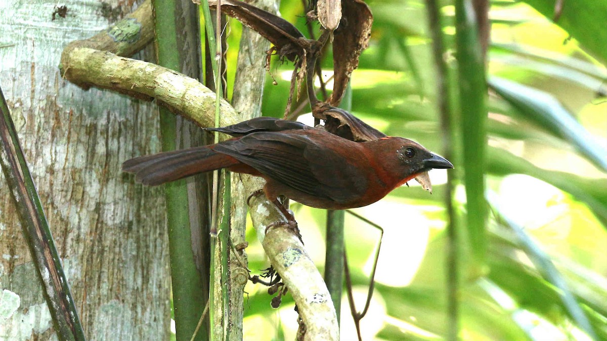 Red-throated Ant-Tanager - ML75939741