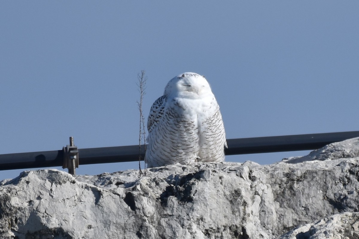 Snowy Owl - ML75940881