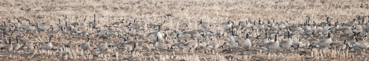 Cackling Goose (Richardson's) - Eric Ripma