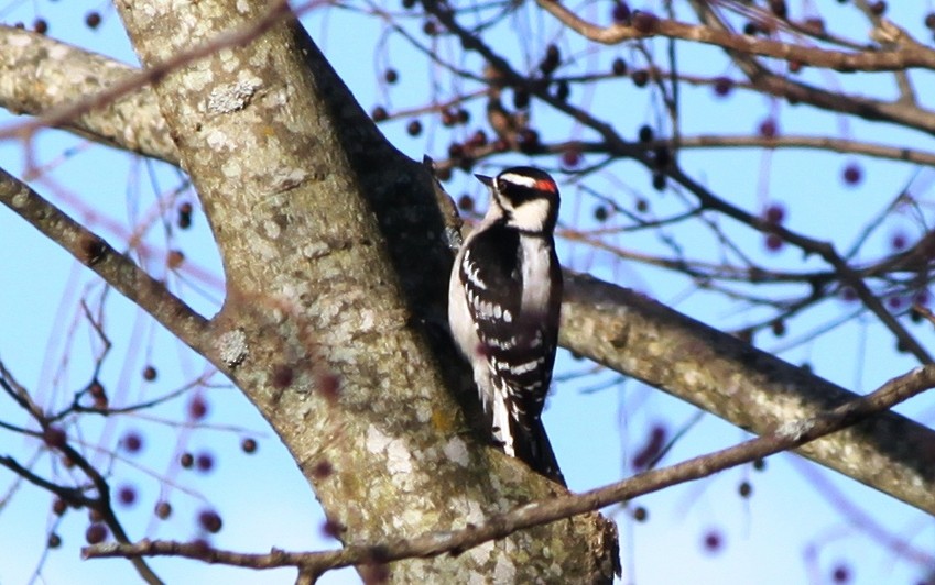 Downy Woodpecker - ML75944691