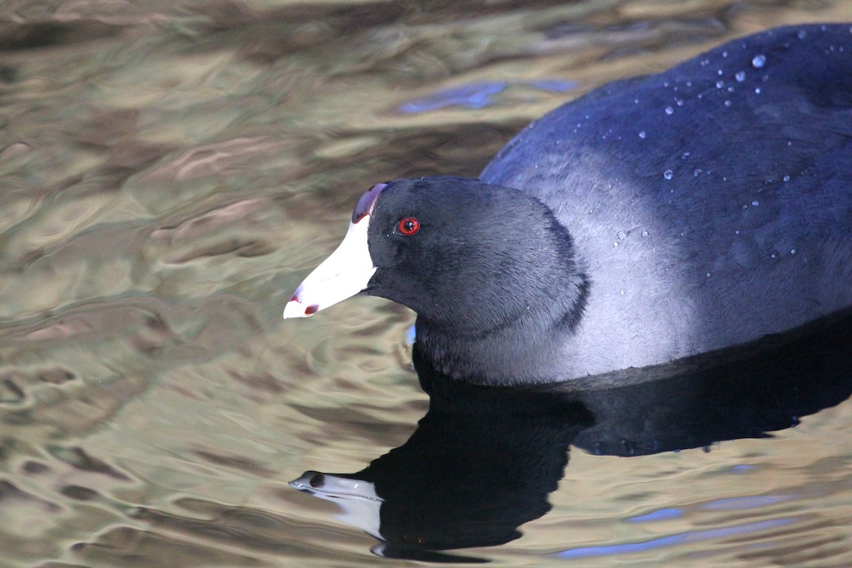 American Coot (Red-shielded) - ML75946011