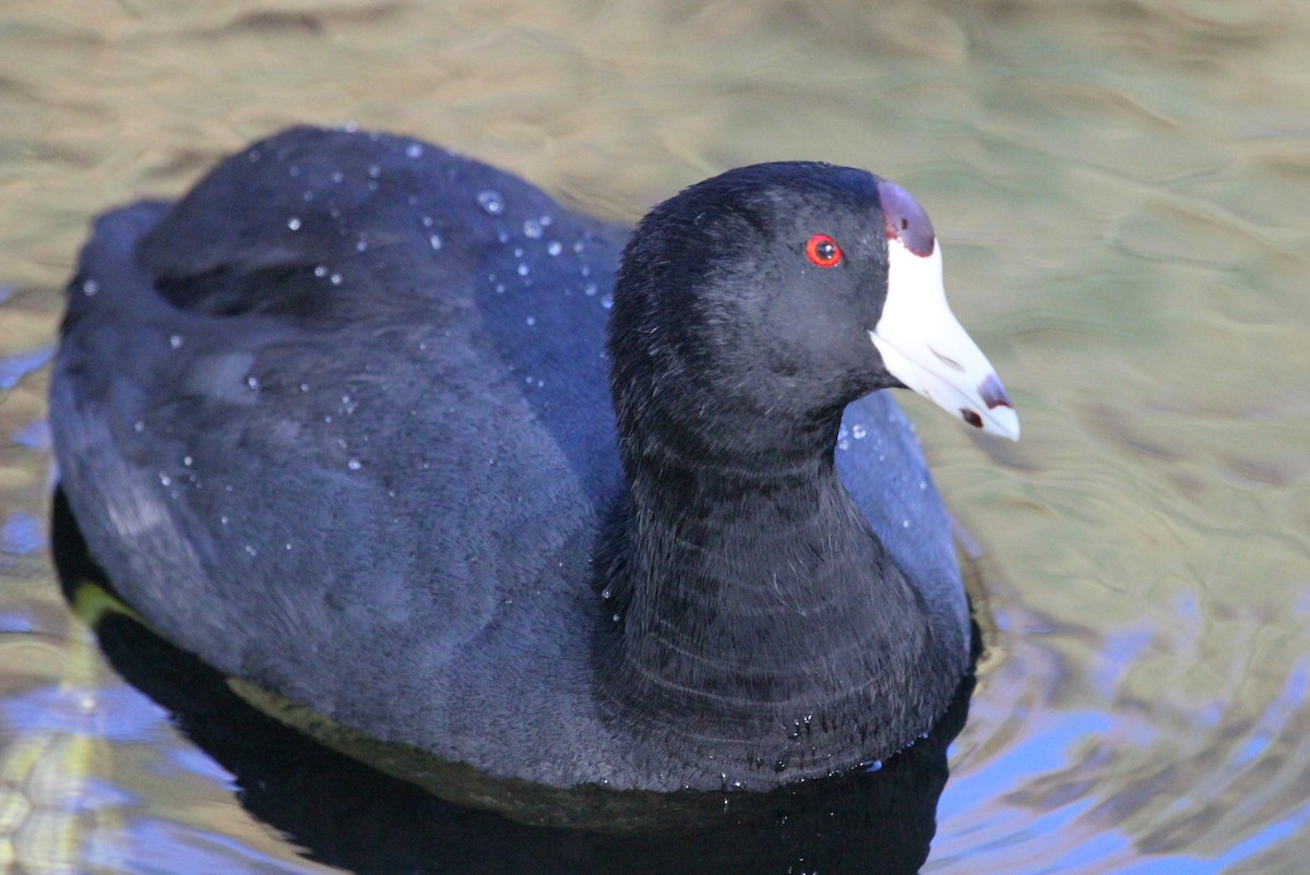 American Coot (Red-shielded) - Andrew Core