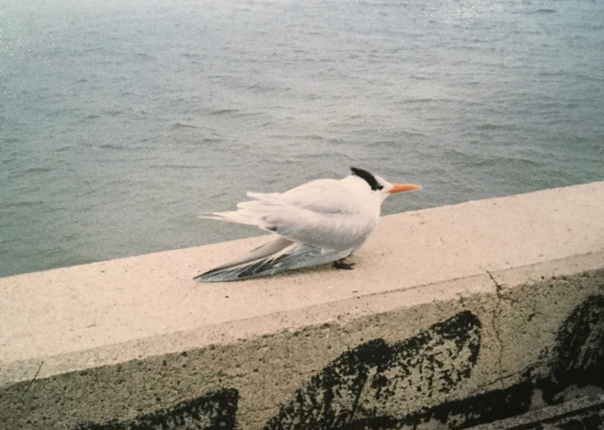 Royal Tern - Mark A. Brogie