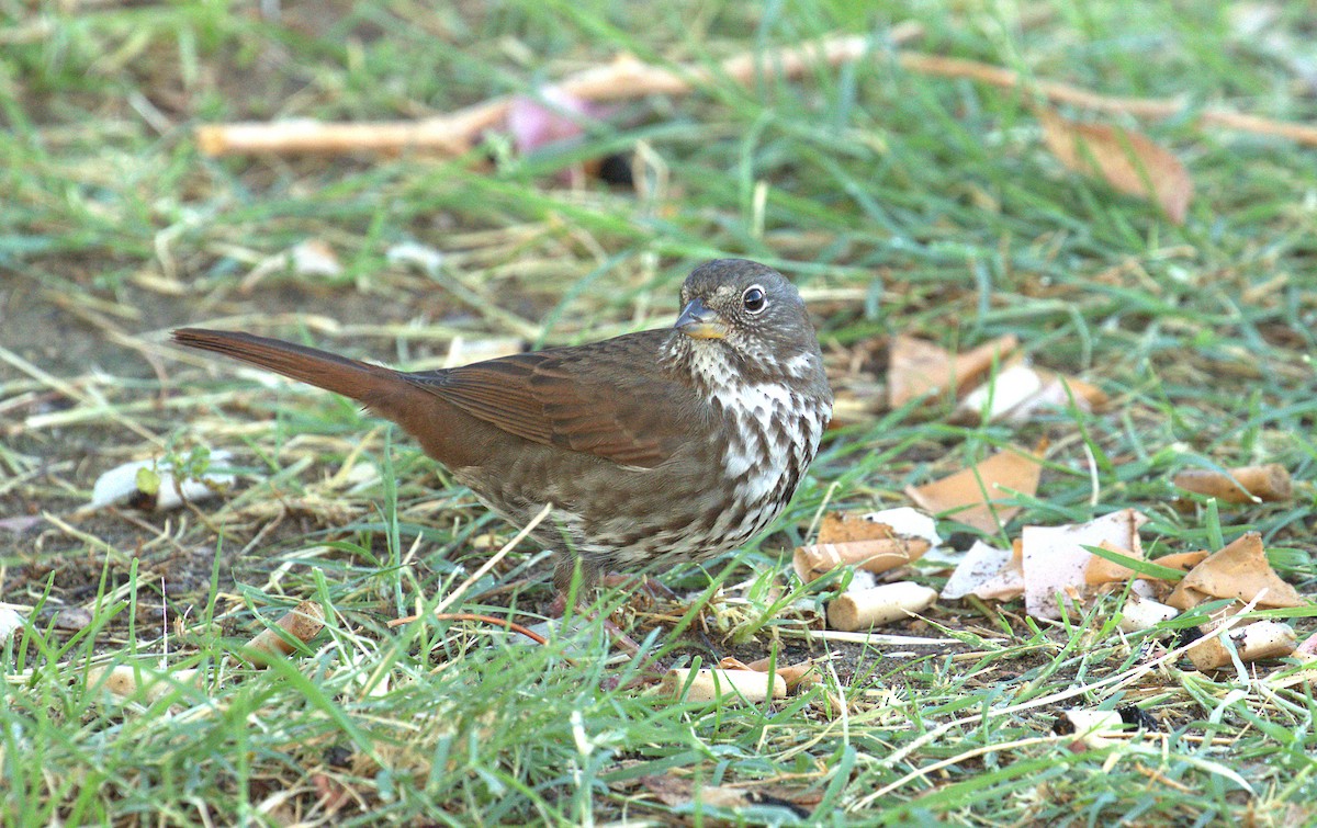 Fox Sparrow (Sooty) - ML75947231