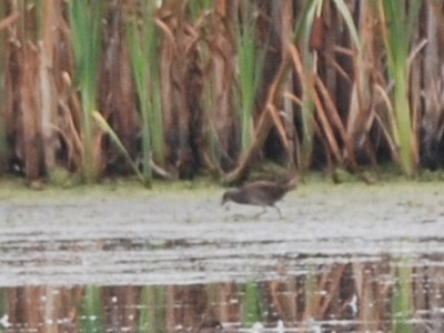 Spotted Crake - Keith Robson