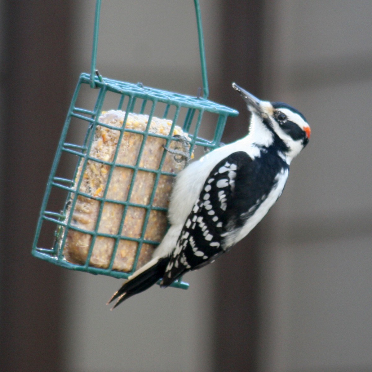 Hairy Woodpecker - ML75948281