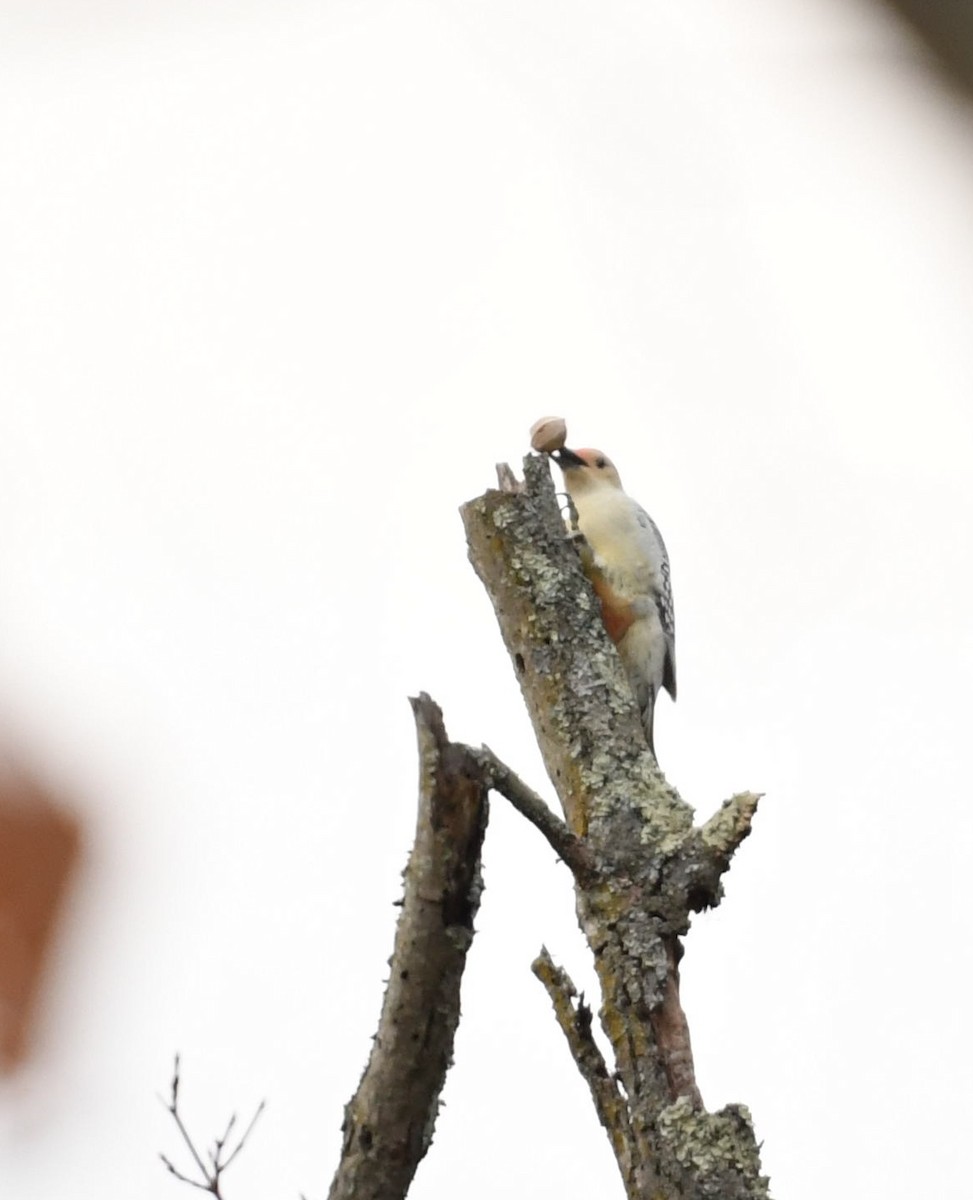 Red-bellied Woodpecker - Barry Blust