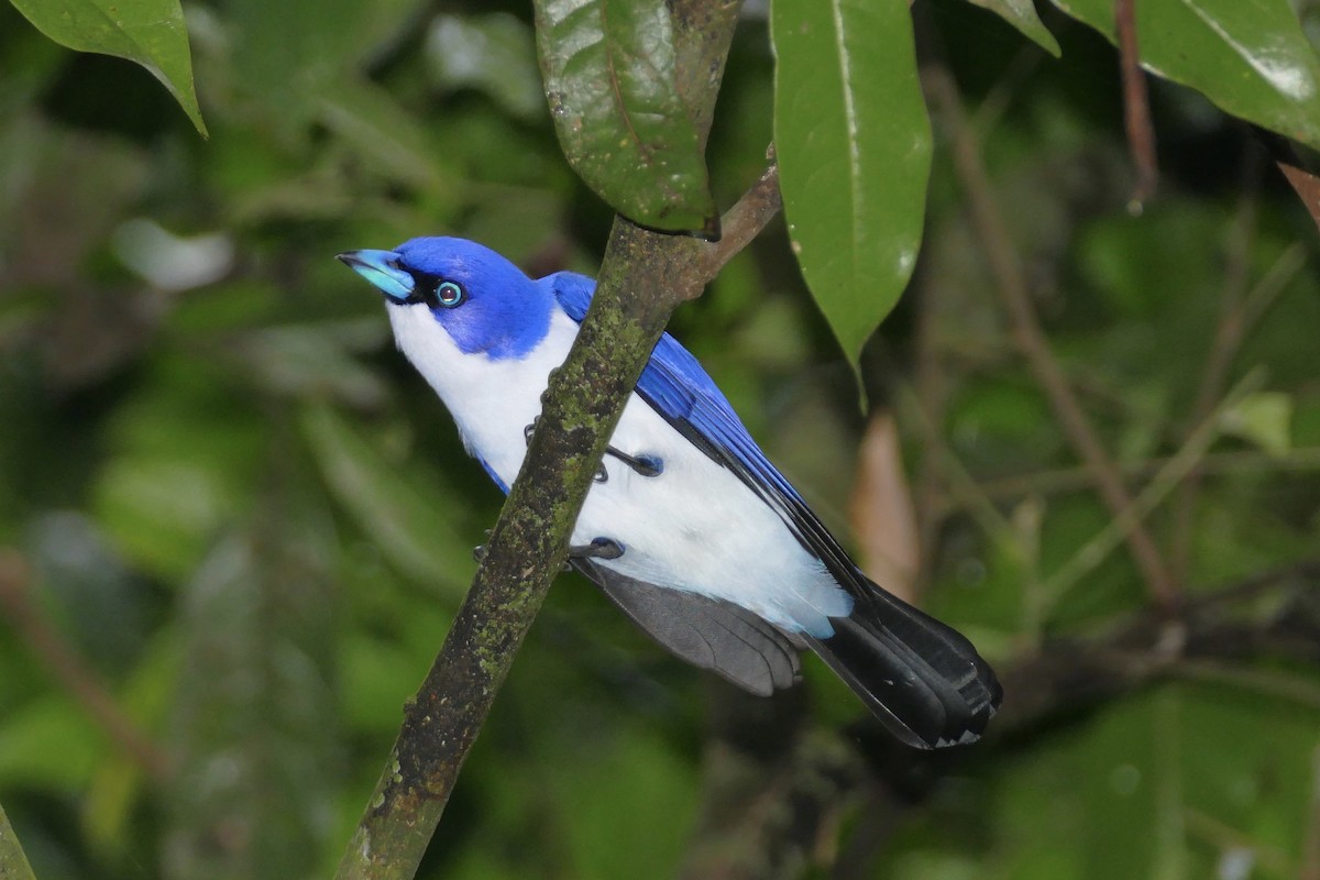Madagascar Blue Vanga - Peter Kaestner