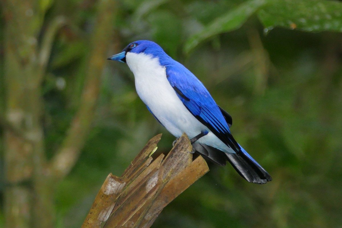 Vanga Azul (madagascarinus) - ML75951631