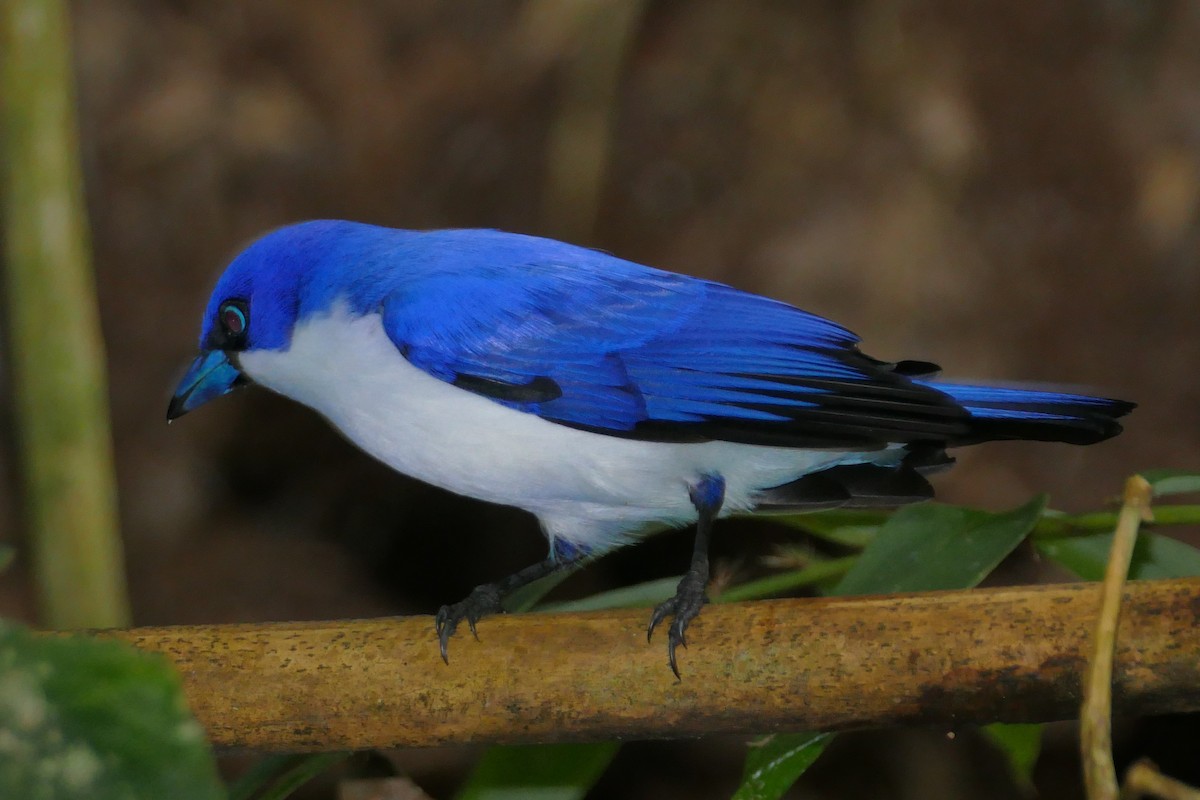 Vanga Azul (madagascarinus) - ML75951641