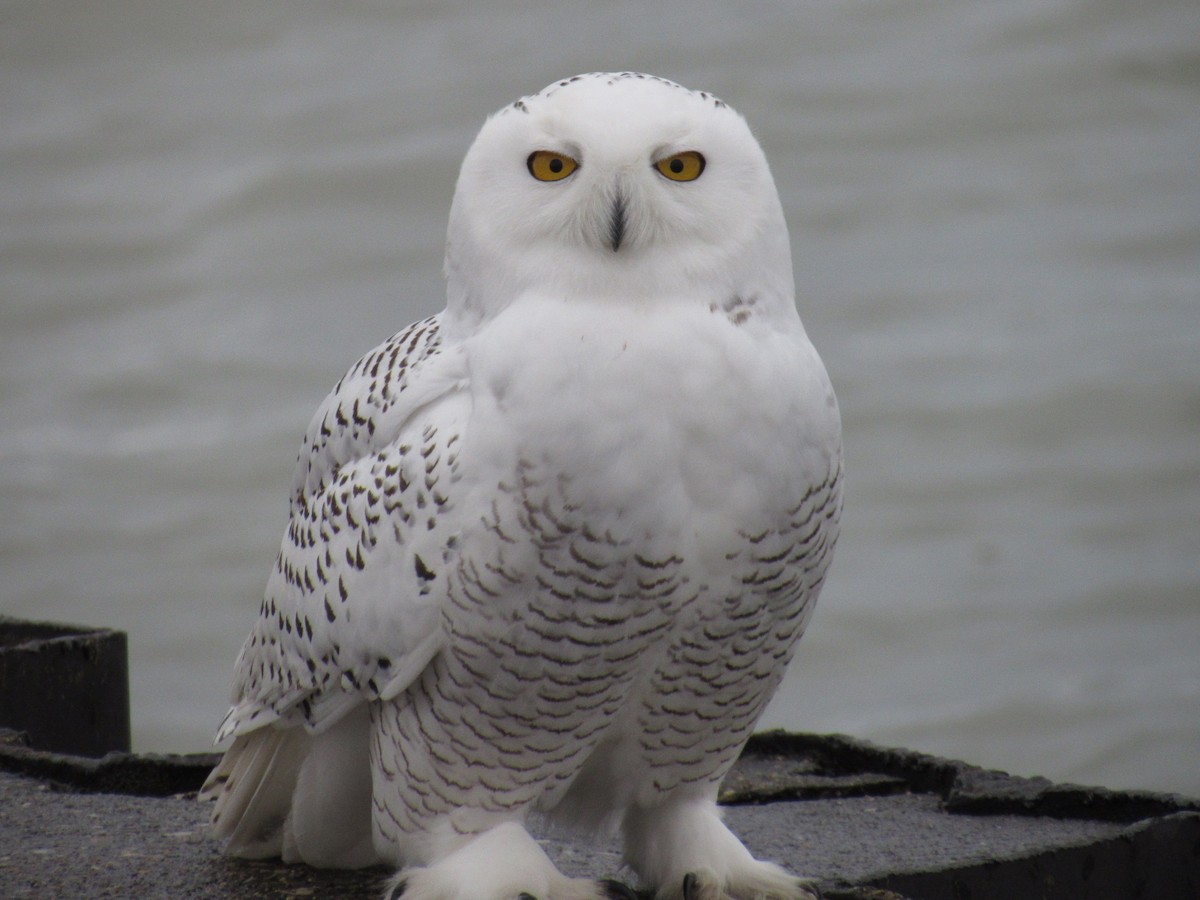 Snowy Owl - ML75954811