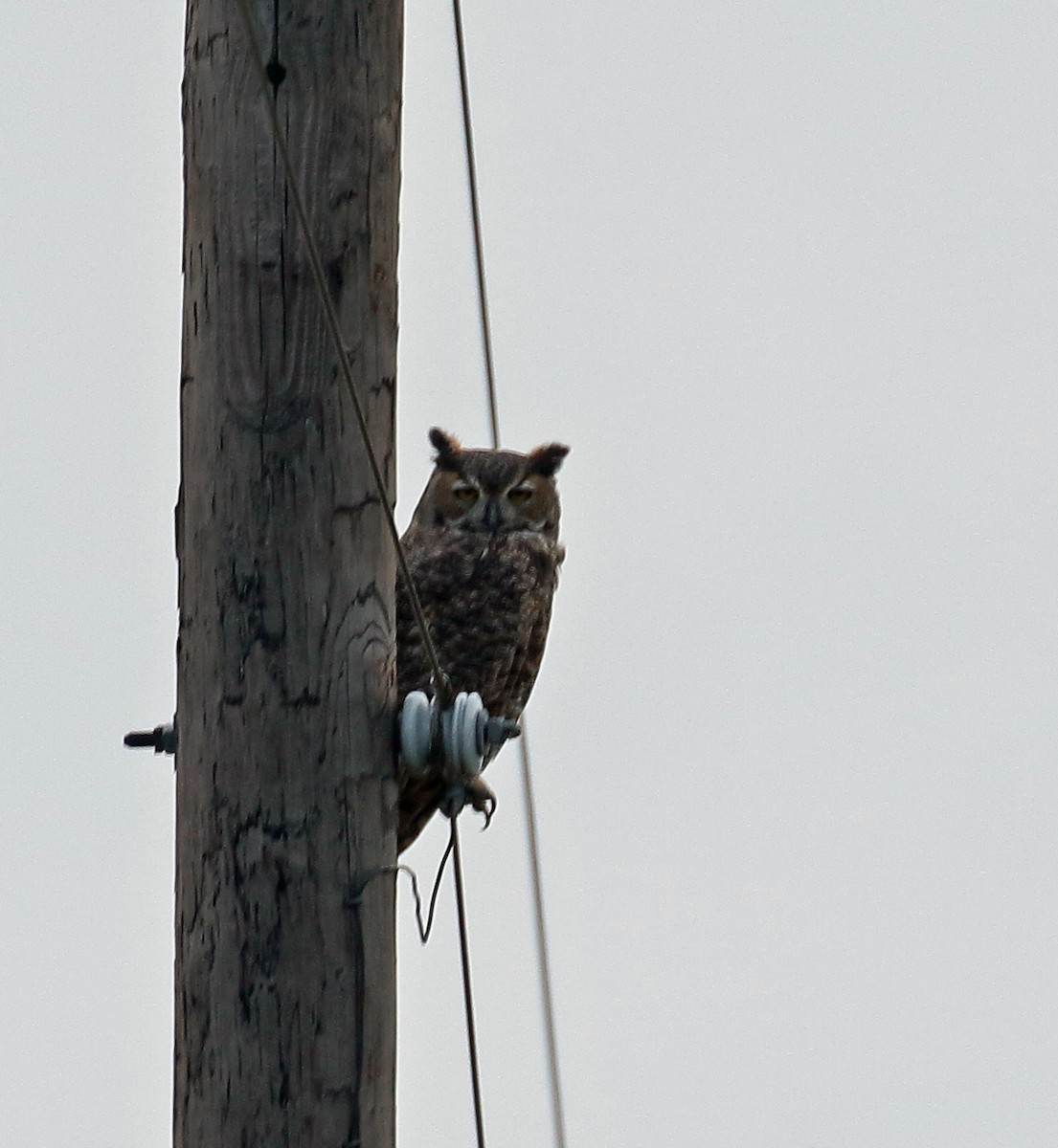 Great Horned Owl - ML75954881