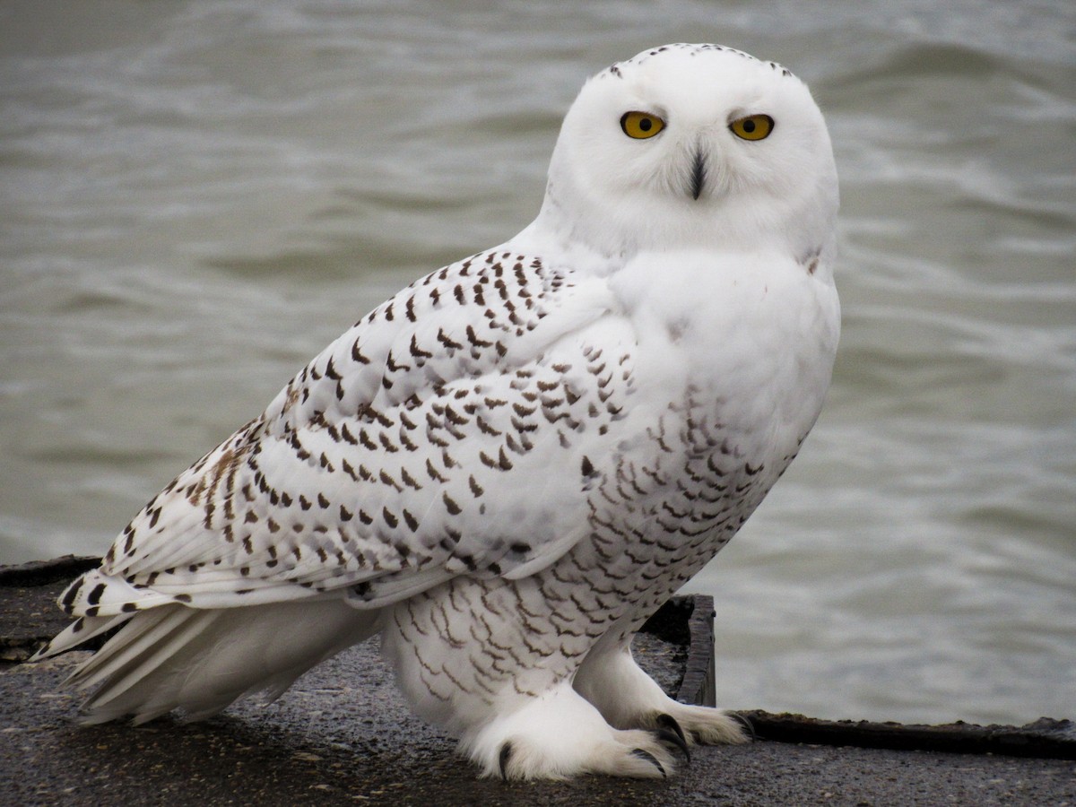 Snowy Owl - ML75954971