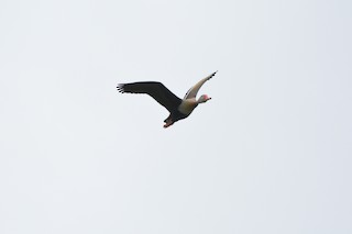 Black-bellied Whistling-Duck, ML75955671