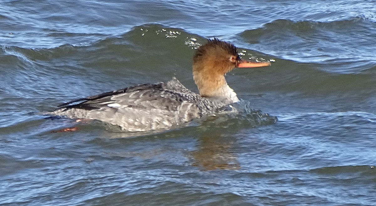 Red-breasted Merganser - Edwin Smith