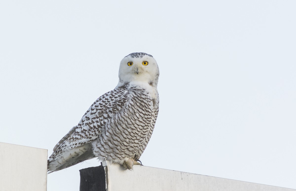 Snowy Owl - ML75955821