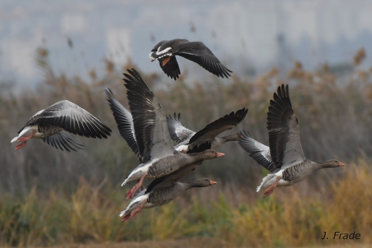 Greater White-fronted Goose - ML75956051