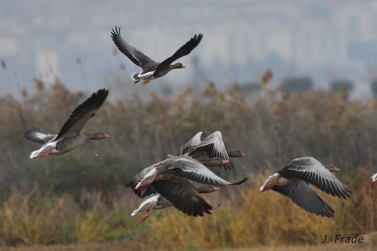 Greater White-fronted Goose - ML75956081