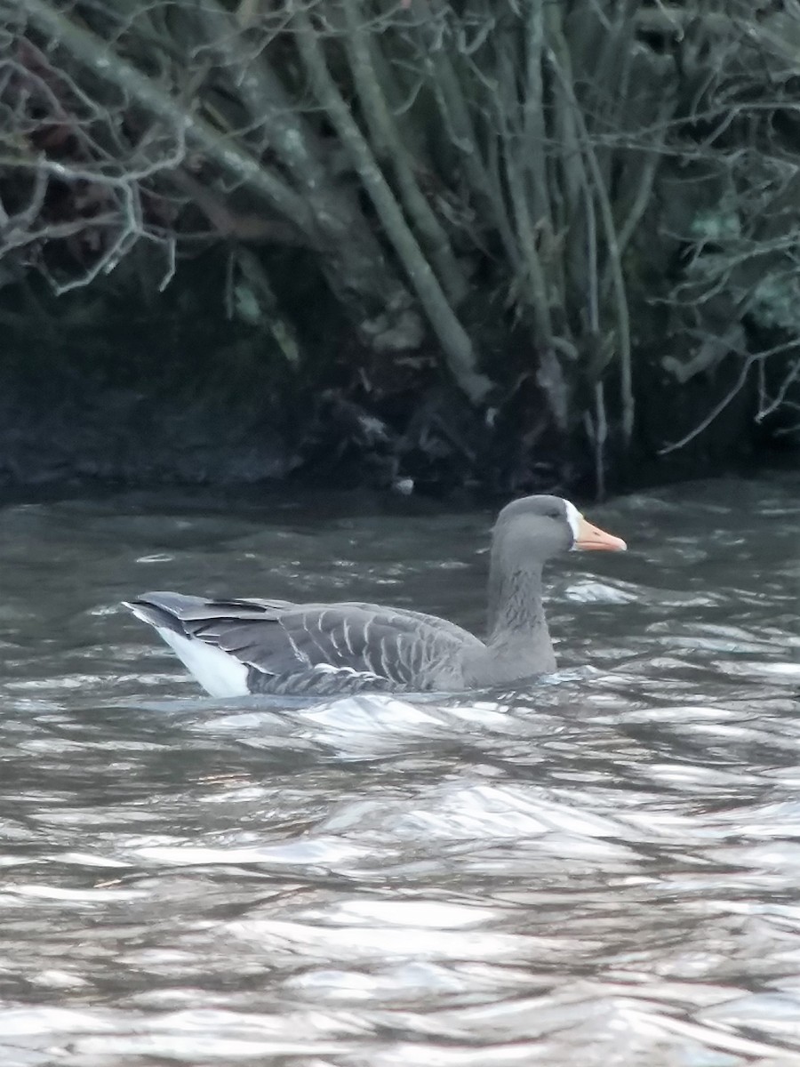 Greater White-fronted Goose - ML75959331