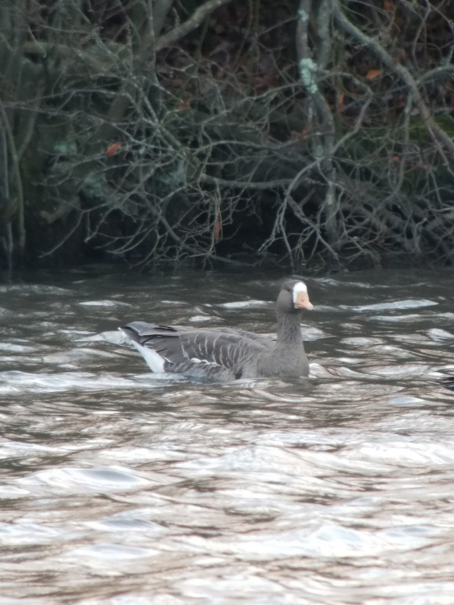 Greater White-fronted Goose - ML75959341