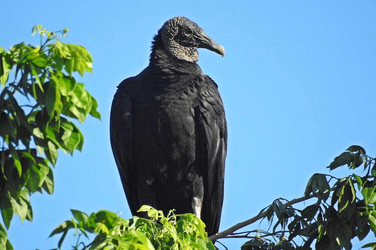 Black Vulture - Romel Romero