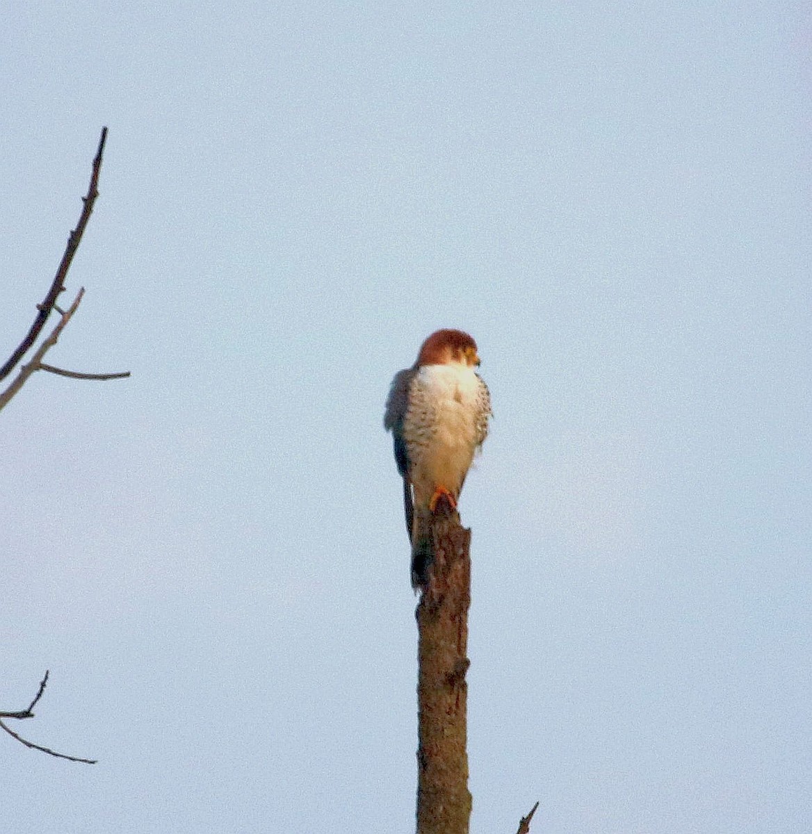 Red-necked Falcon - Kaajal Dasgupta