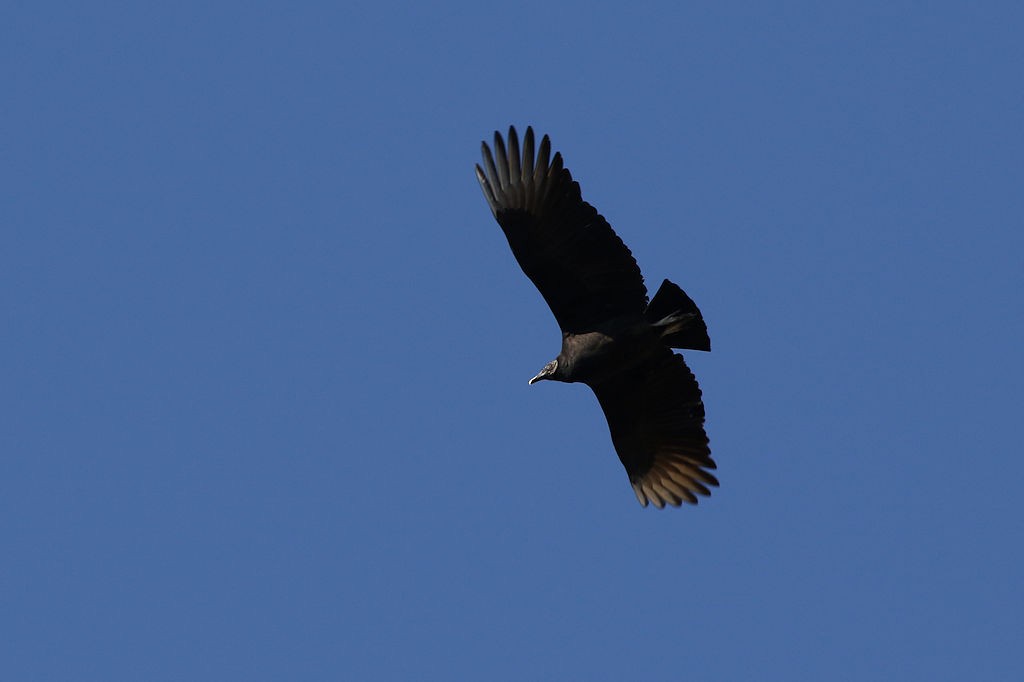 Black Vulture - William Hull