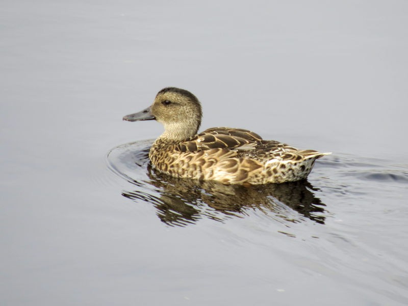 Green-winged Teal - ML75965101