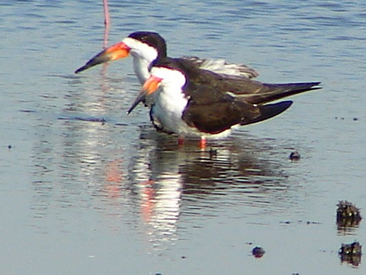 Black Skimmer - Lista de aves de Costanera Sur