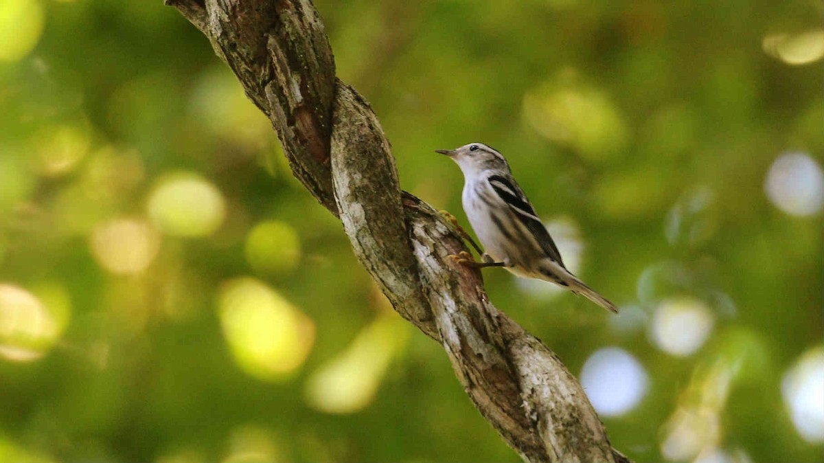 Black-and-white Warbler - ML75965721