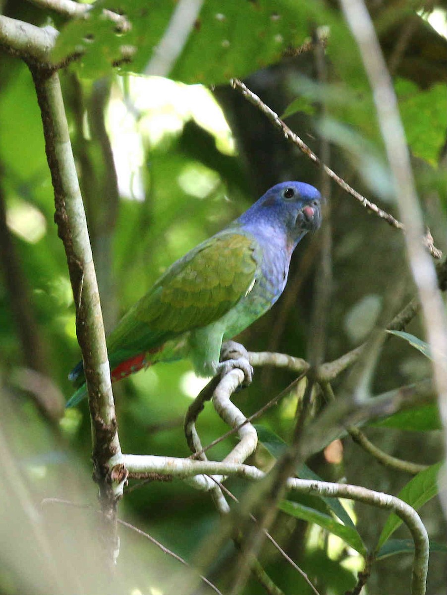 Blue-headed Parrot - ML75965761