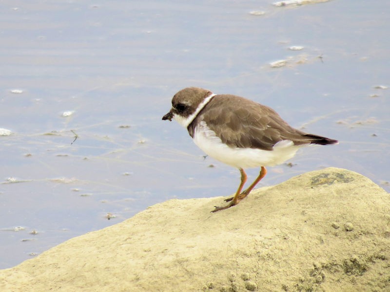 Semipalmated Plover - ML75965791