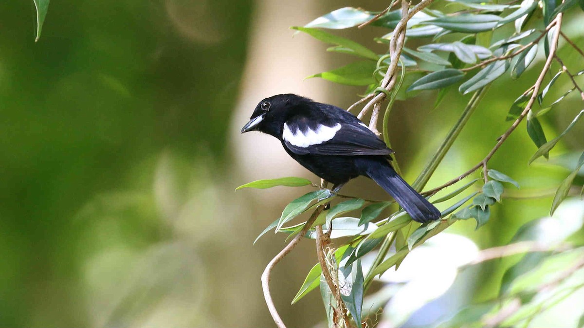 White-shouldered Tanager - ML75965841