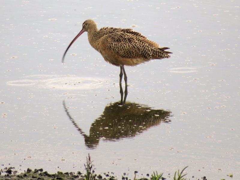 Long-billed Curlew - ML75965851