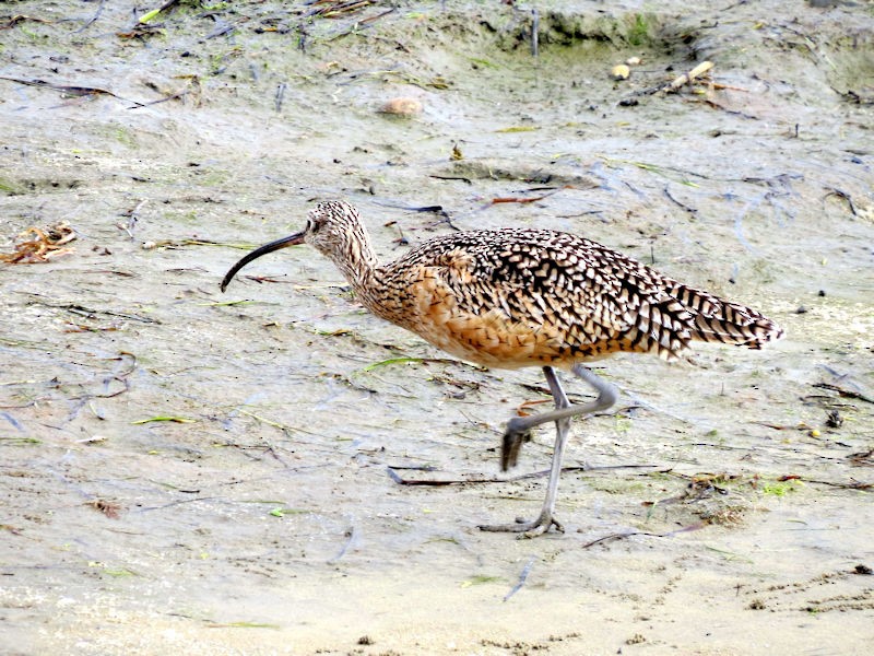 Long-billed Curlew - ML75965861