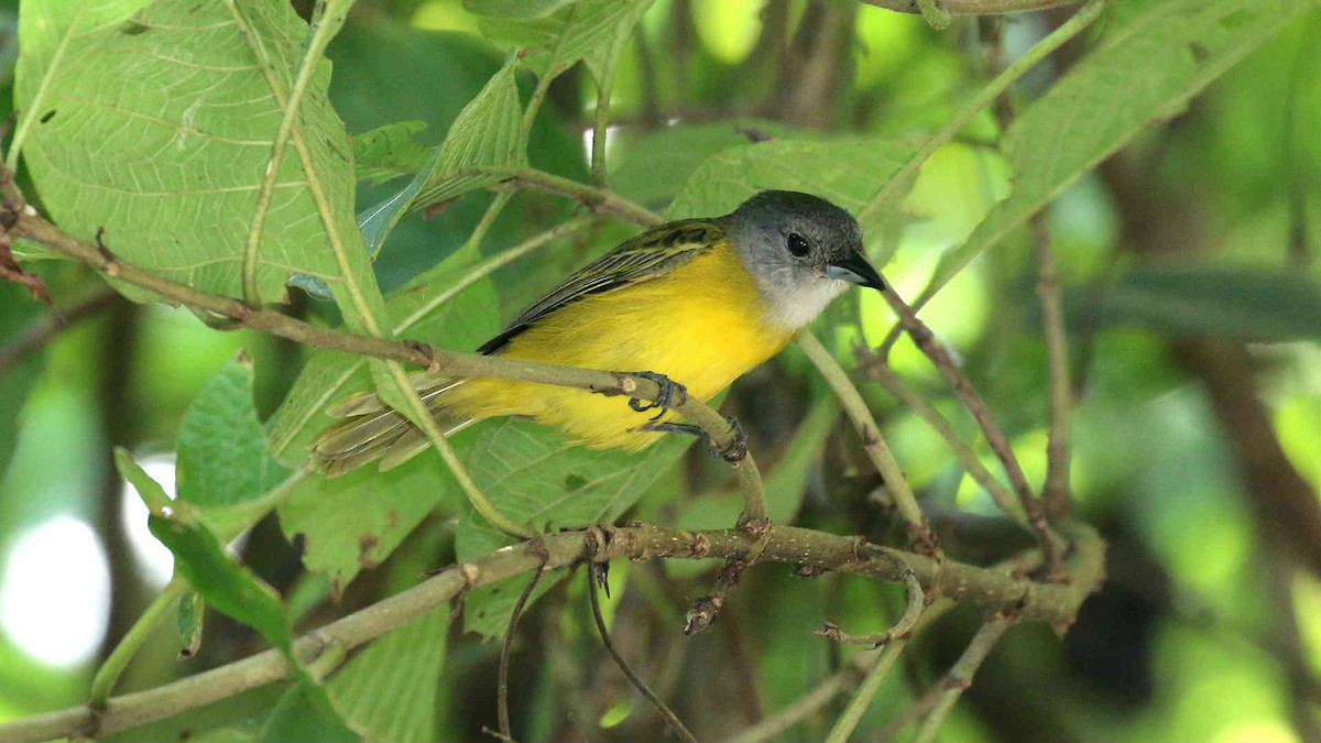 White-shouldered Tanager - ML75965891